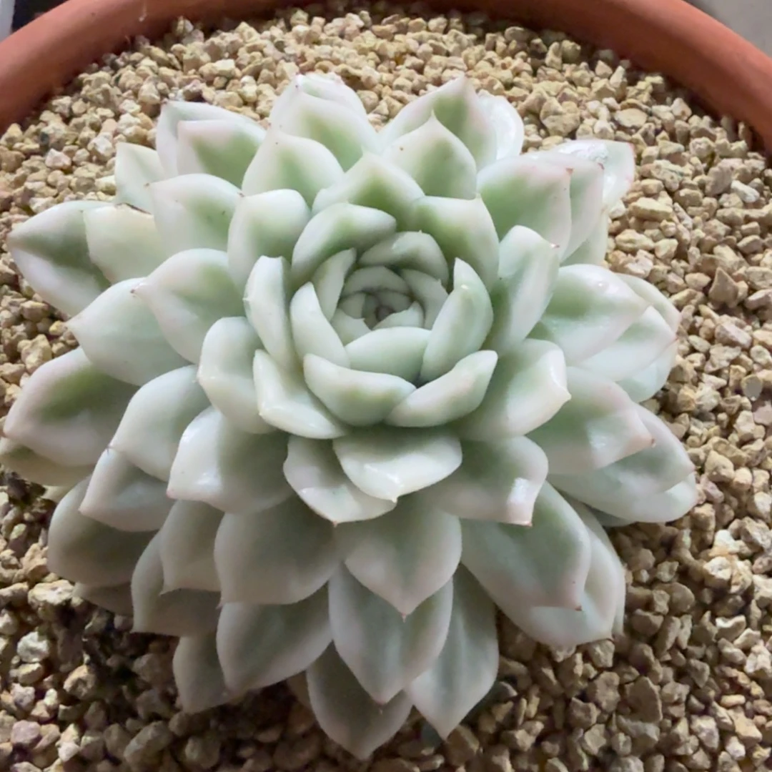 麦秆超白锦  锦上园艺一物一拍