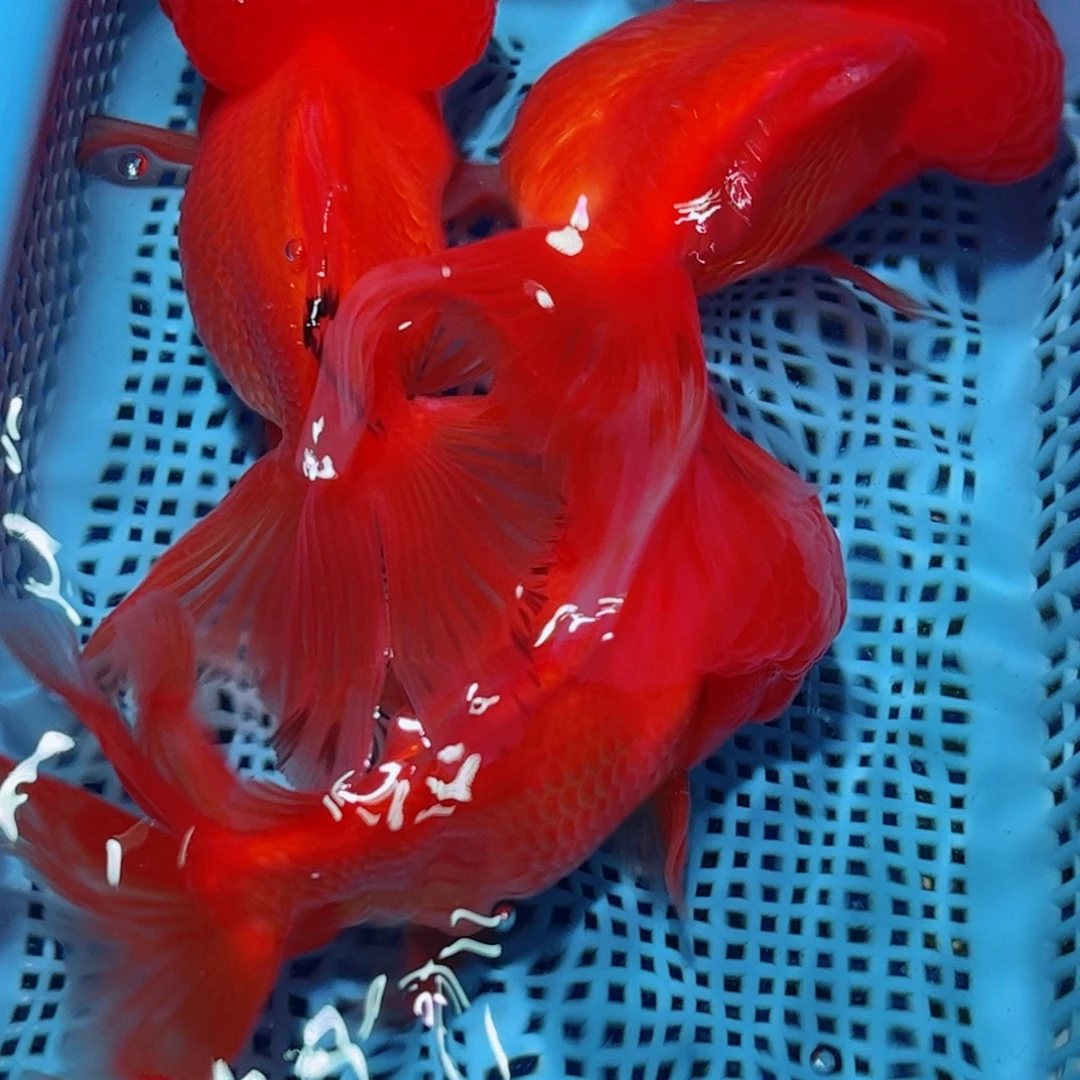 狮头鱼直播间一物一拍打氧气3