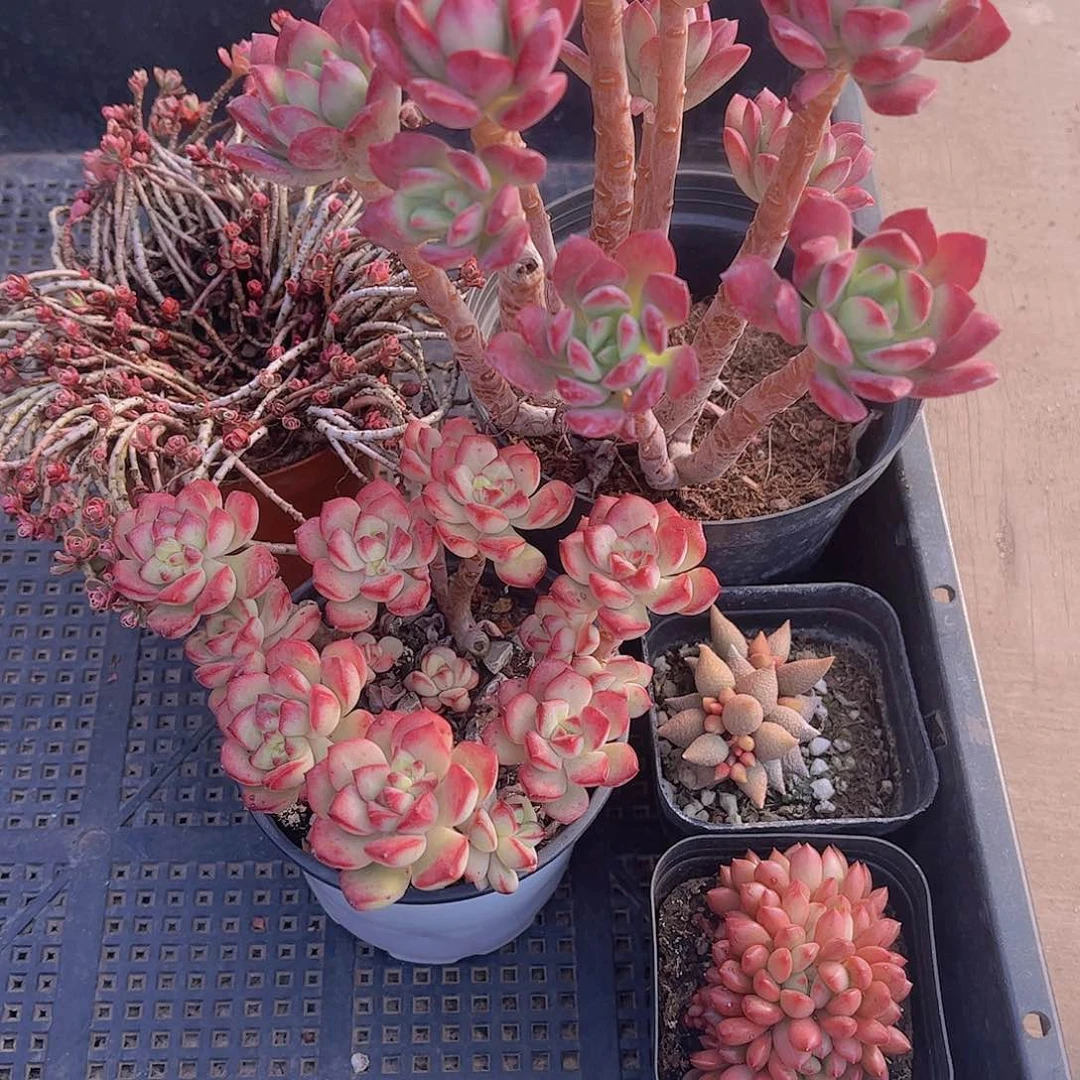 多肉632多肉植物