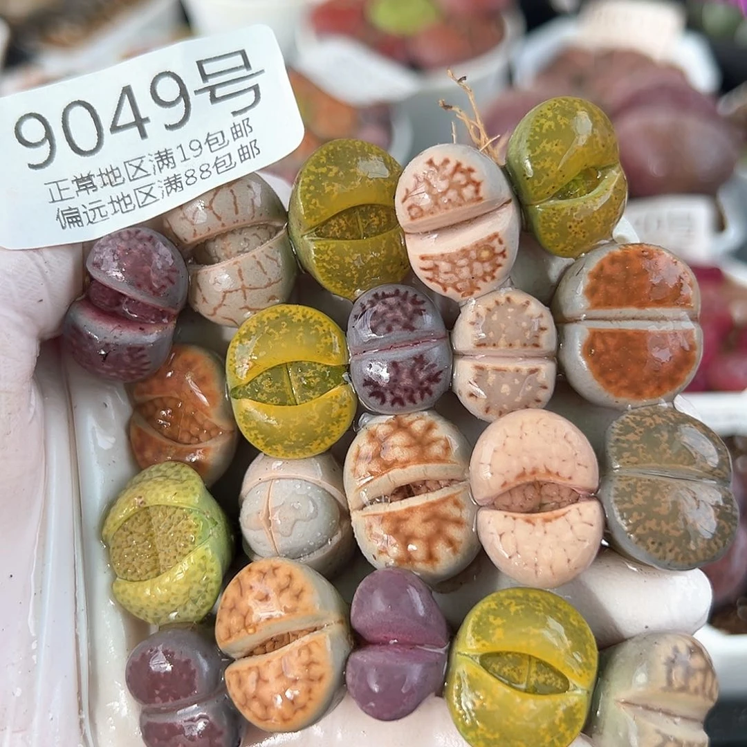 好养易活生石花大母本9049共20颗