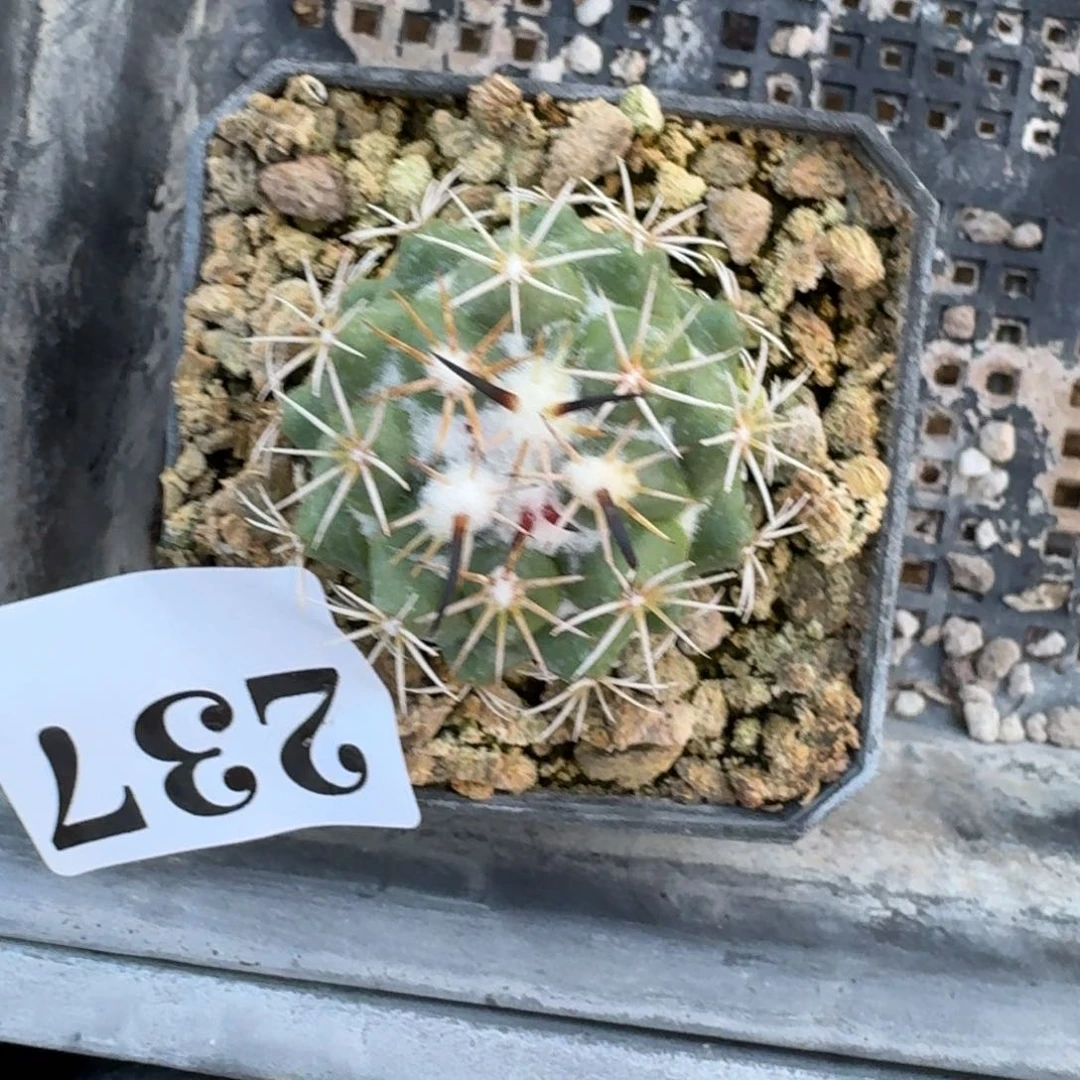 实生钢钉实生一物一拍