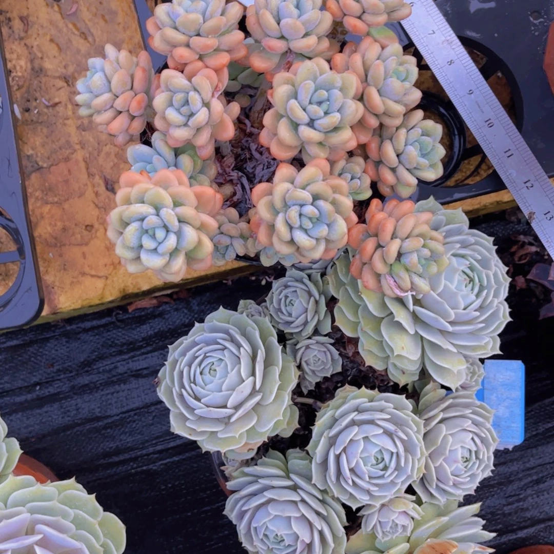 可***姥落神一颗Ａ582号一物一拍