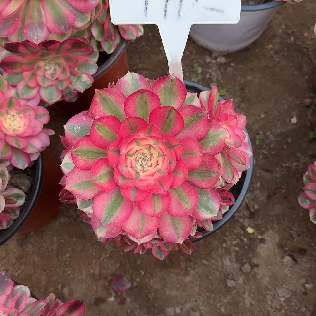 4112倾城多肉法师多肉