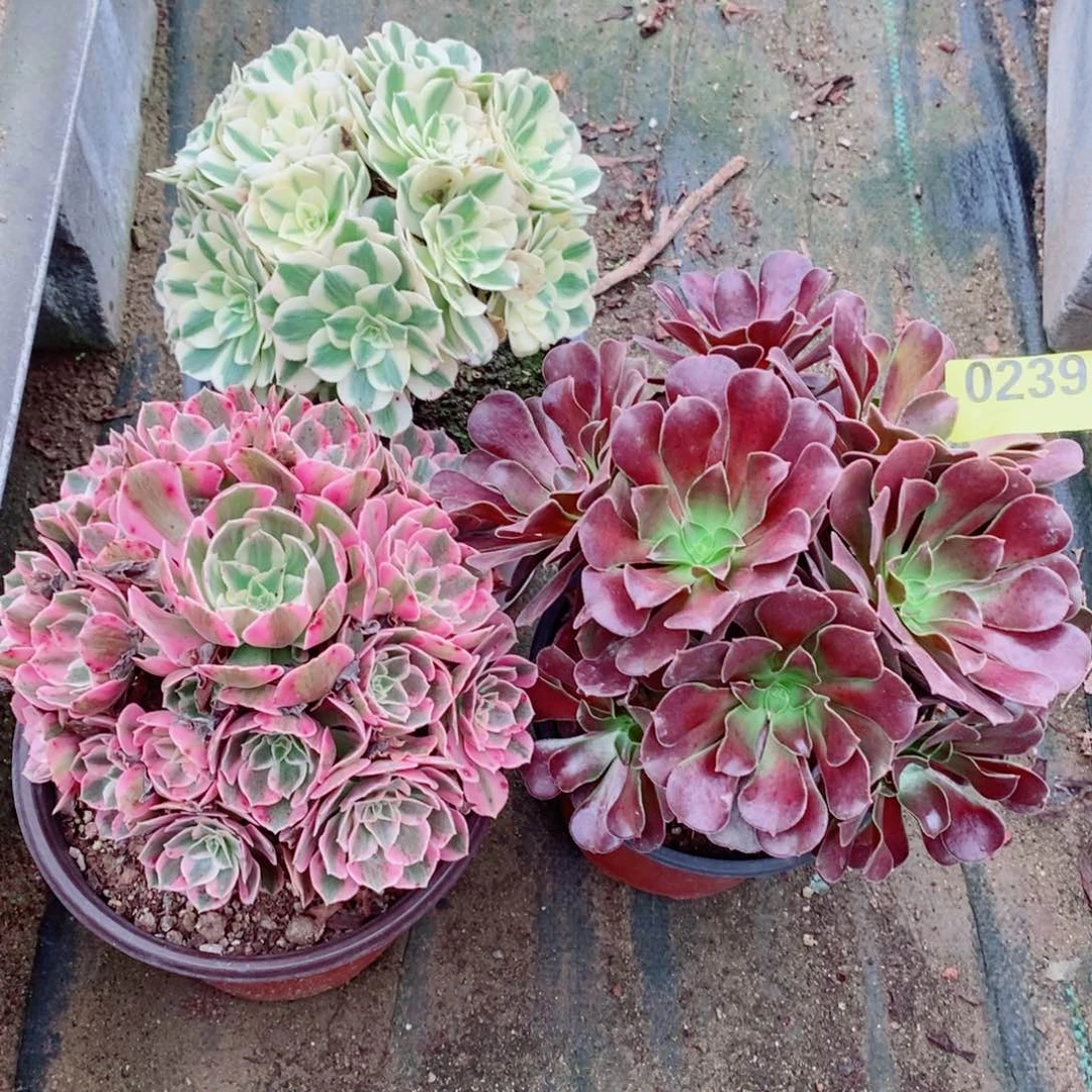 组合三颗多肉法师噢紫丛林0239