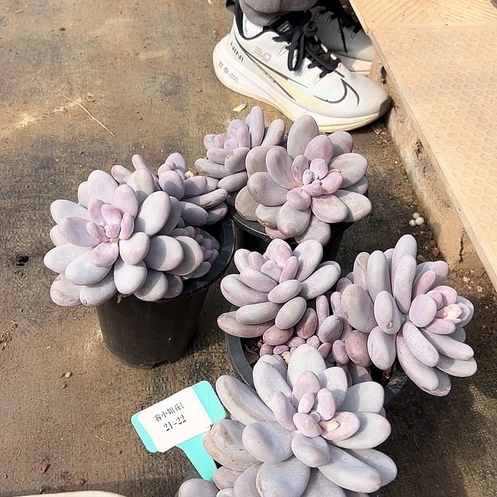 21.22奶酪一个脱土