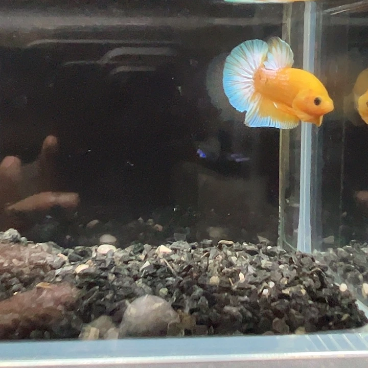 斗鱼一单包邮2日147