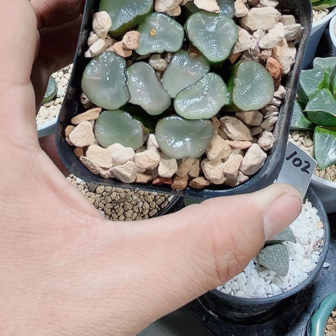 空门万象新手好养