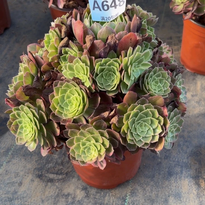瑞妈多肉园艺，648