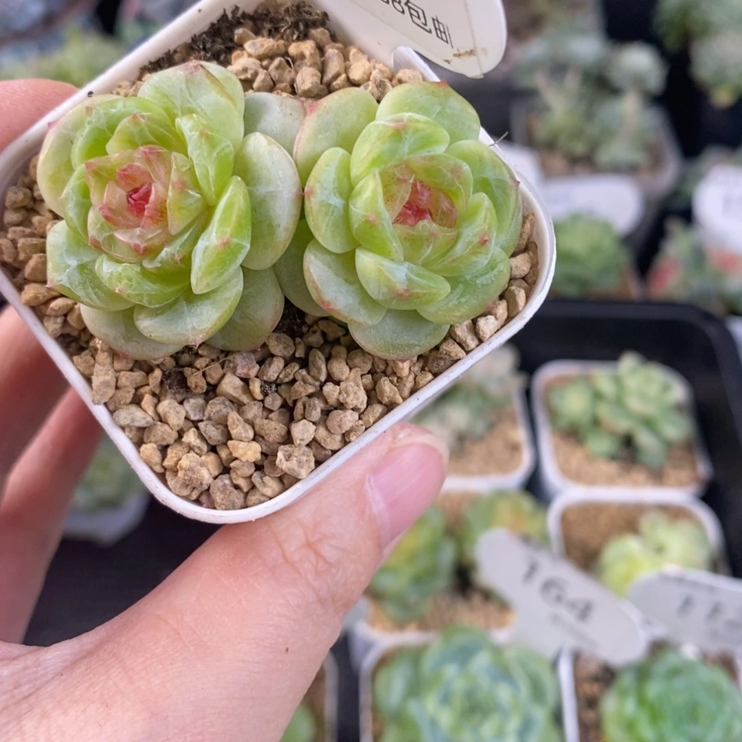 孤品玫瑰珍妮双头一颗169号