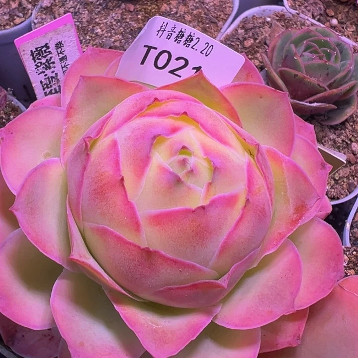 紫薇 t021.    多肉