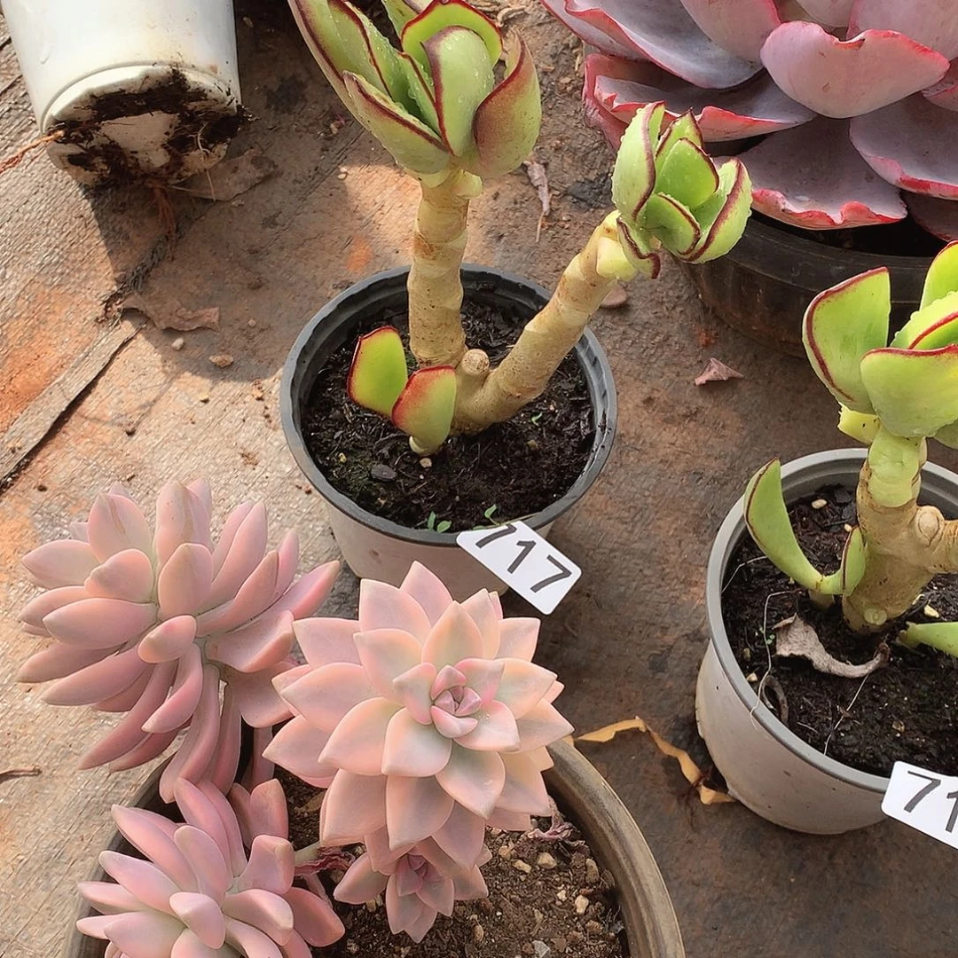 717青梅 一物一拍多肉