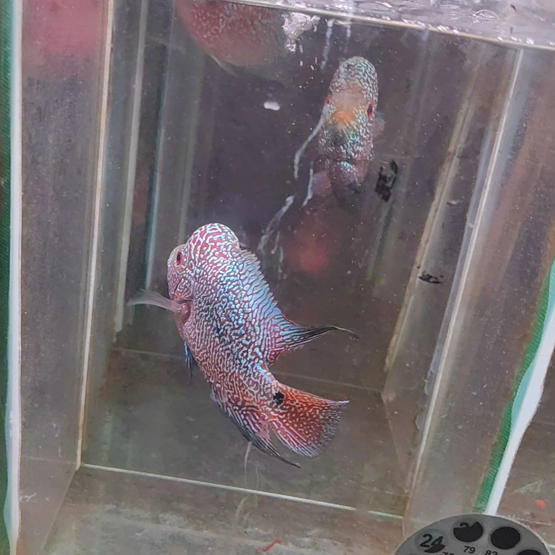 罗汉鱼22222222222