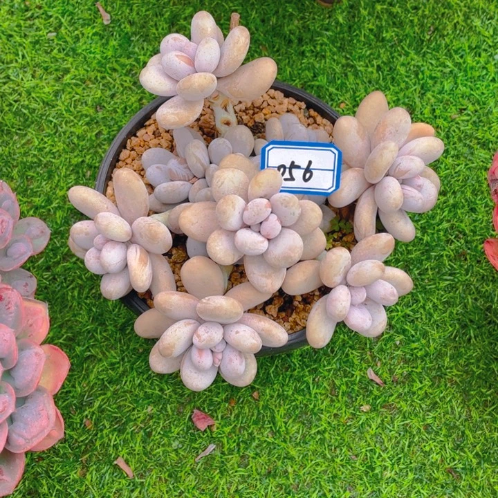 谢谢你的支持0000056