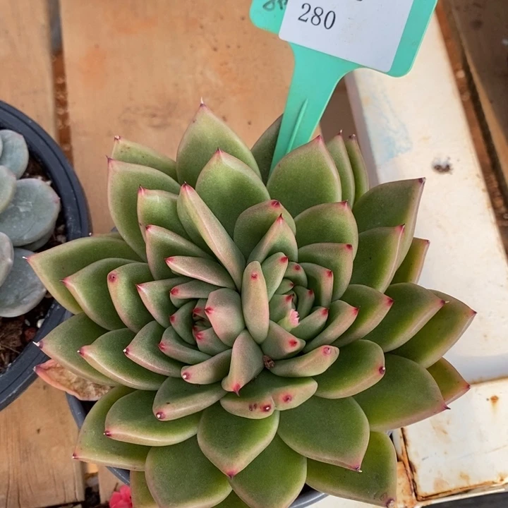 东云280号直播福利活动