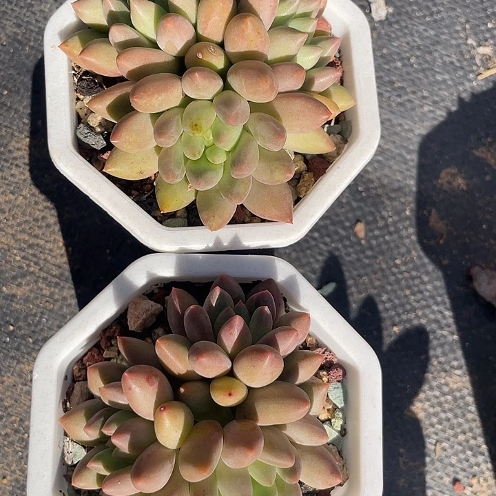 两盆红蜻蜓多肉植物群生