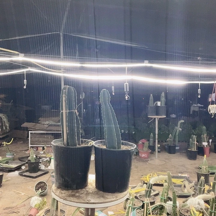 一***）无售后接受拍呃呃呃