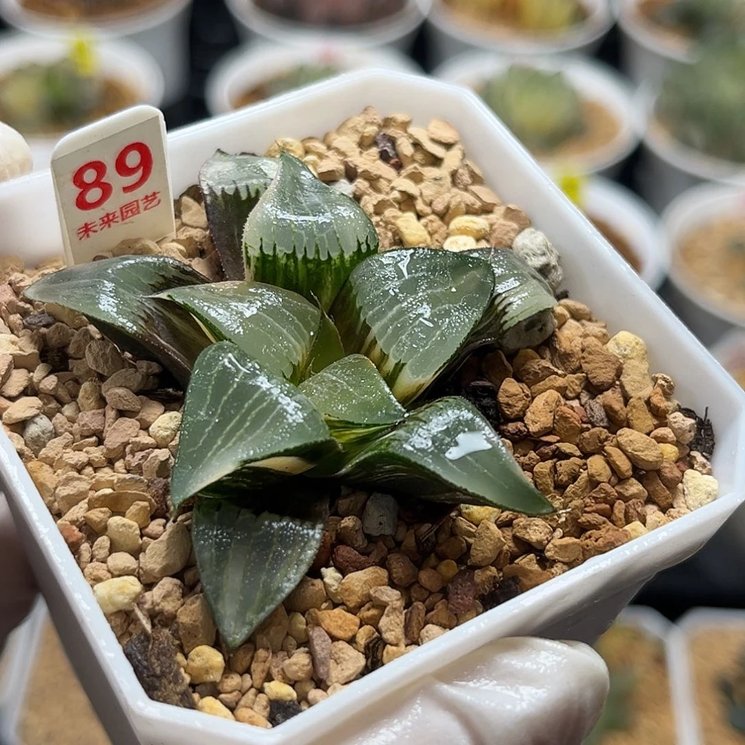 89裹实生克锦福利