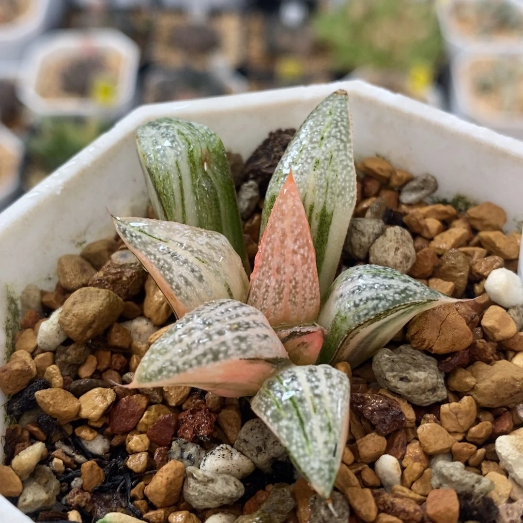 108青蟹十二卷多肉植物