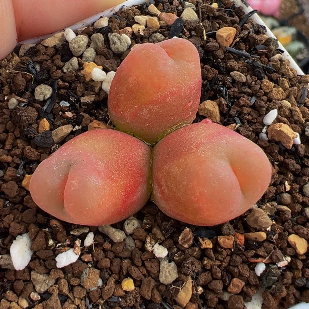 152多肉植物种类多样