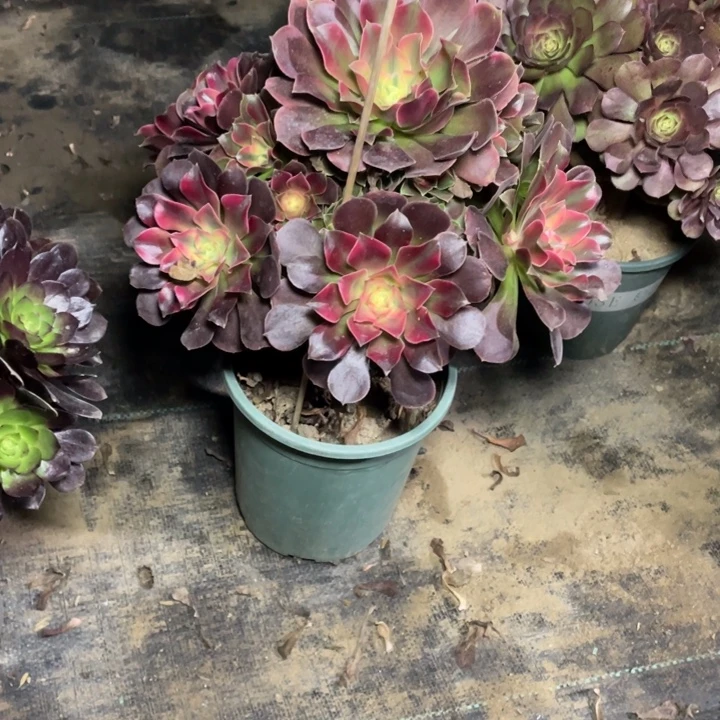 47香妃多肉植物多肉多肉