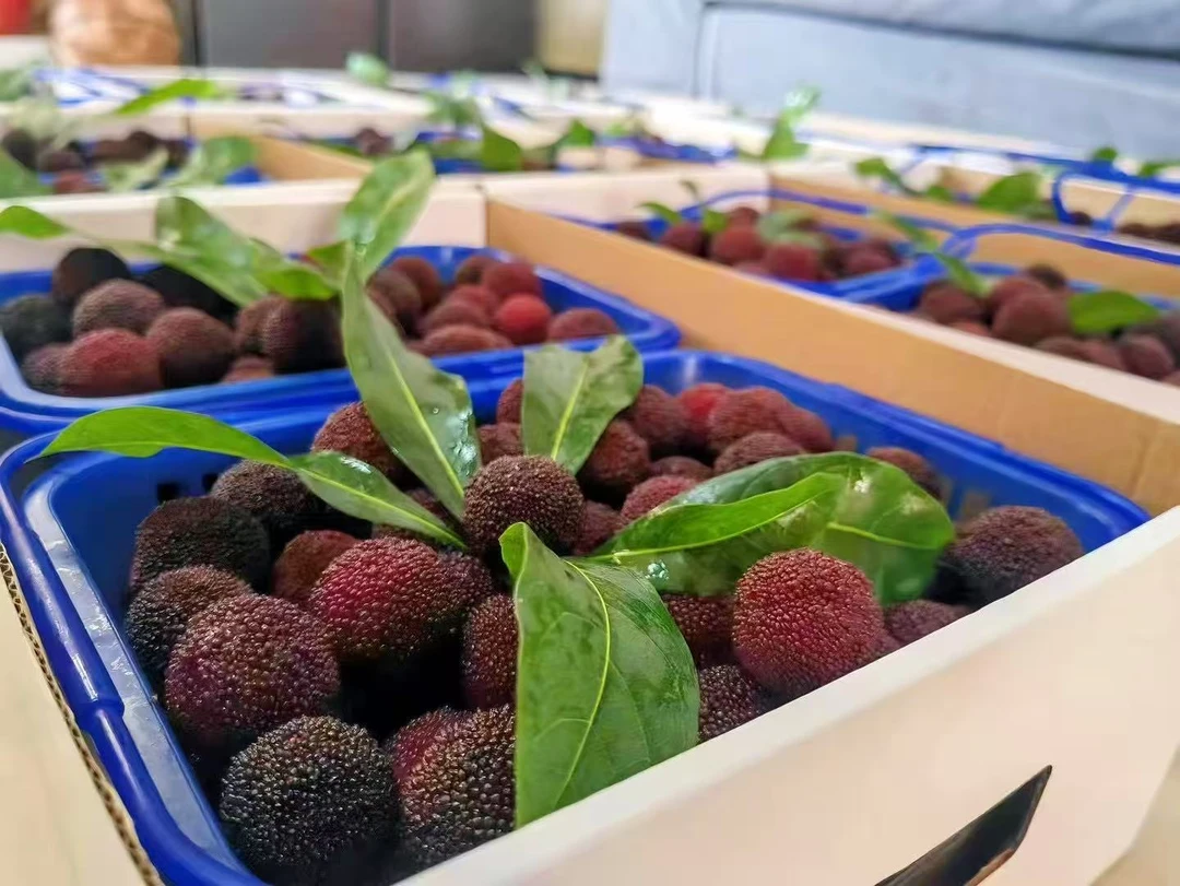 【8A中大果6斤东魁】仙居东魁杨梅孕妇水果新鲜采摘现发冷链