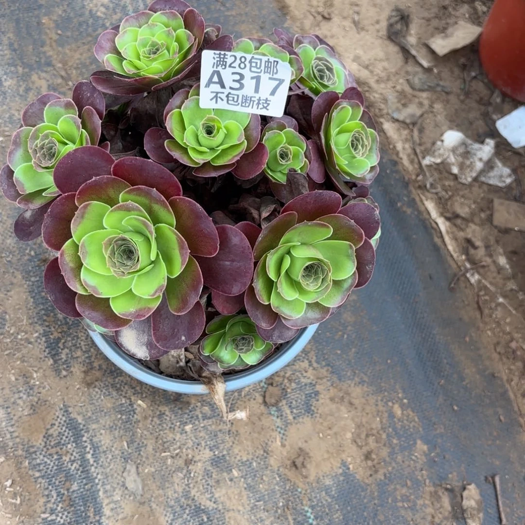 M. 317魅金玫瑰多肉1？ce