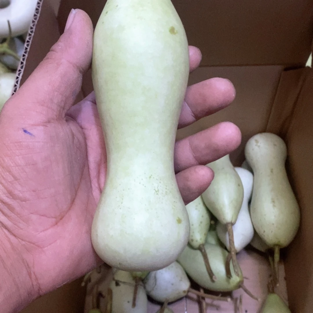 H*T文玩葫芦青皮葫芦