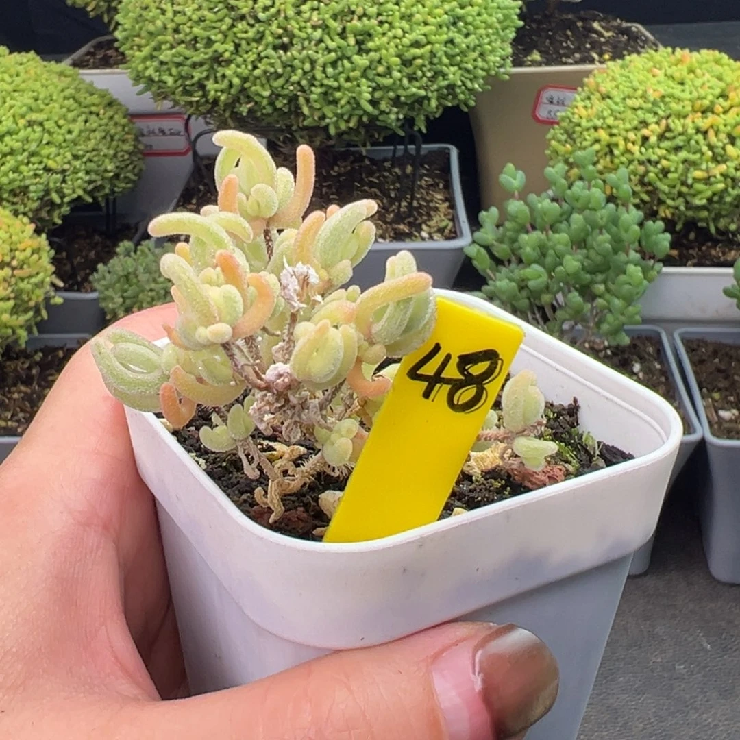 橙叶景枝干48号5cm盆