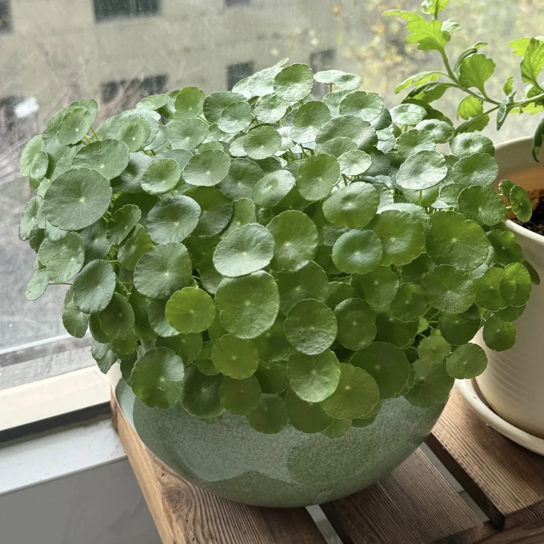 【大盆铜钱草】水培铜钱草盆栽室内绿植盆栽桌面盆栽花卉 十堰花店同城小时达即时配送 十堰卓卓臻选
