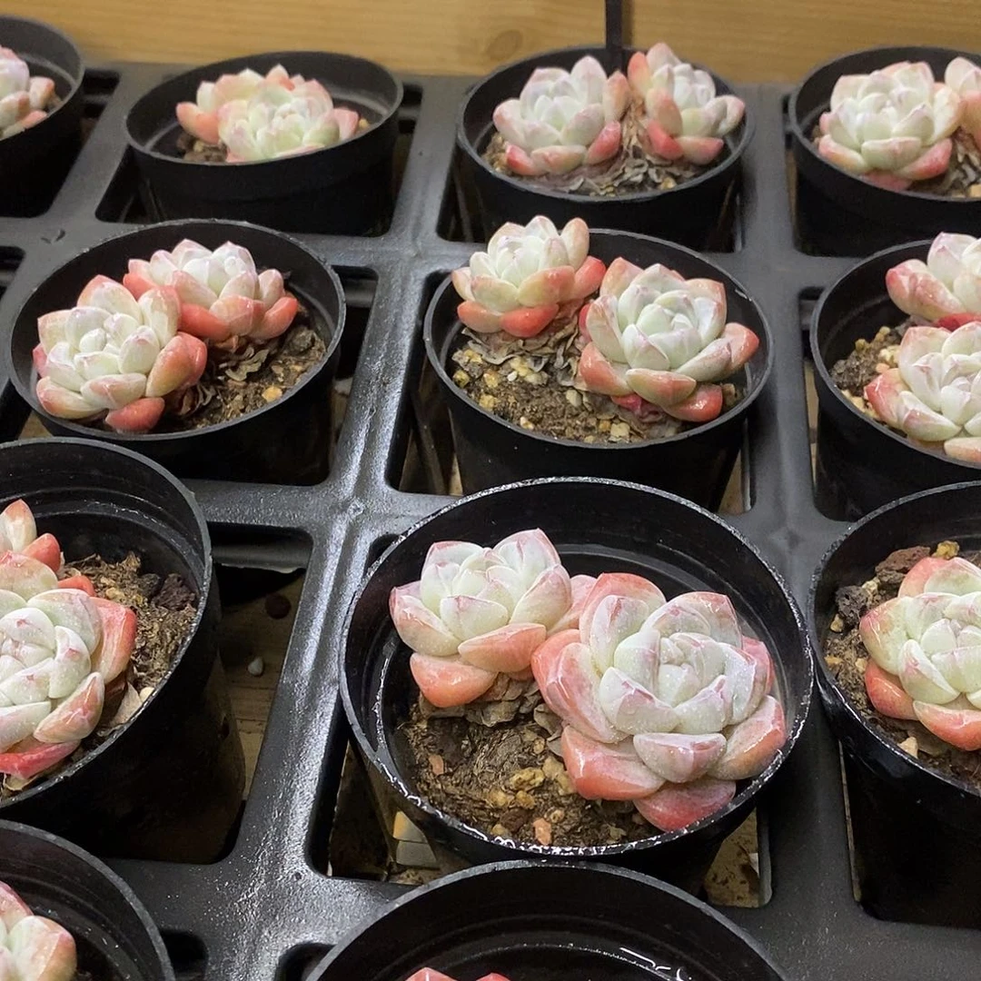 05冰玉双色 福利多多