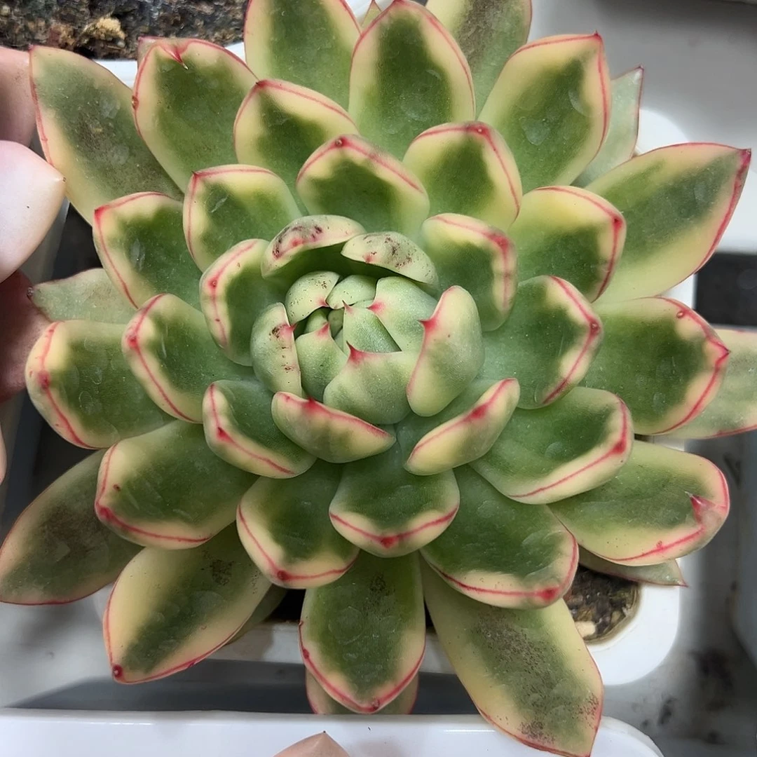 阿施娜锦多肉植物