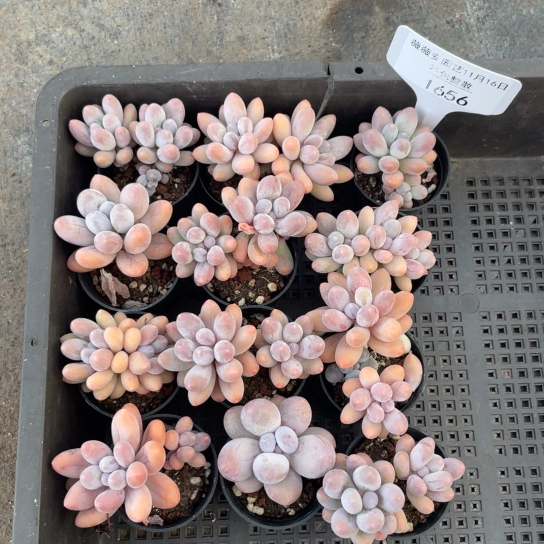 不包整散 盆子不售后1656