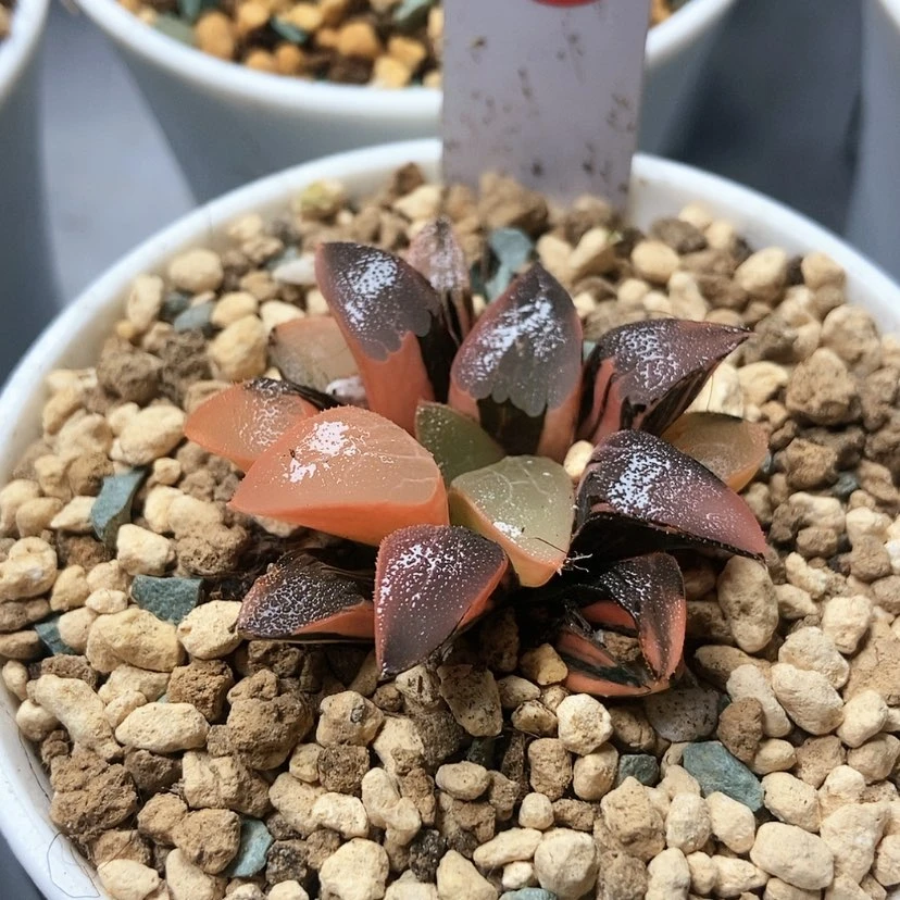 【闪购商品】克锦玉潭冰晶5颗