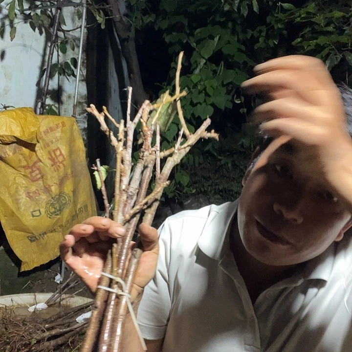 当前无花栽培后可以开花93