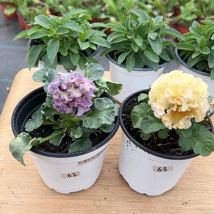 红陶抖音直播闪拍63