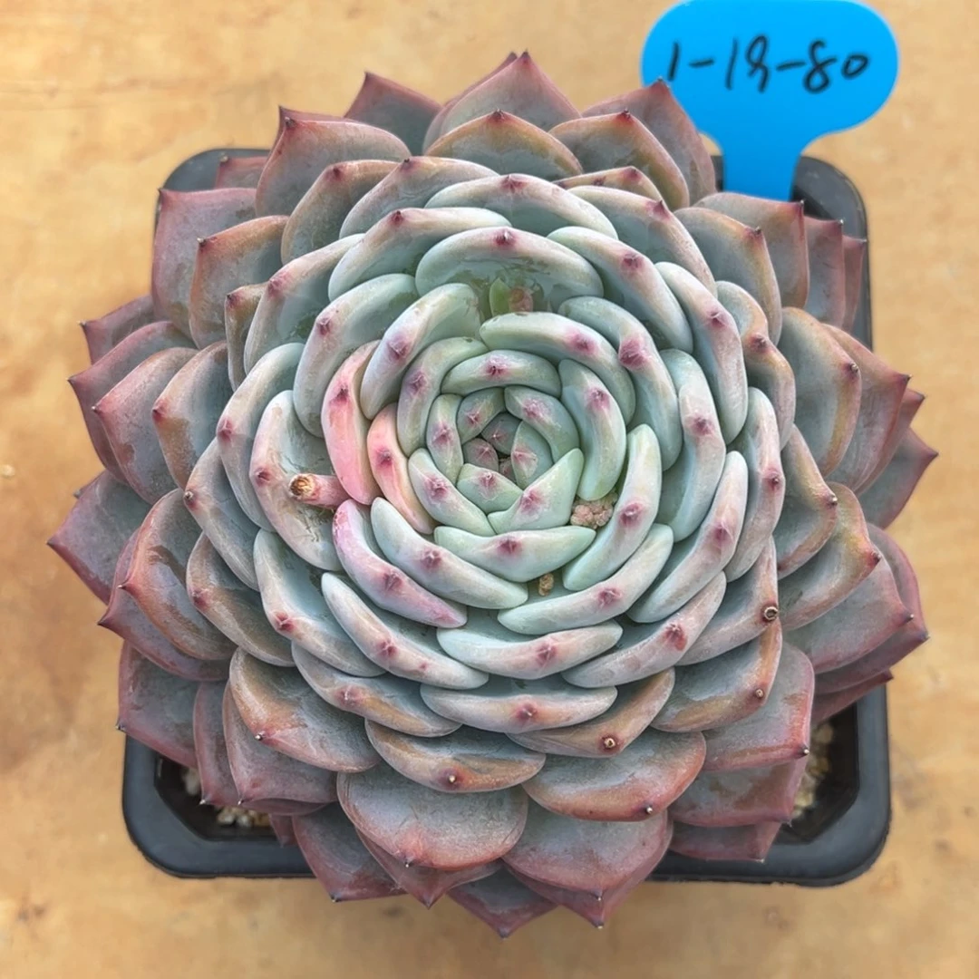 黑***怕1-19-80下播福利小号香提卡多肉植物