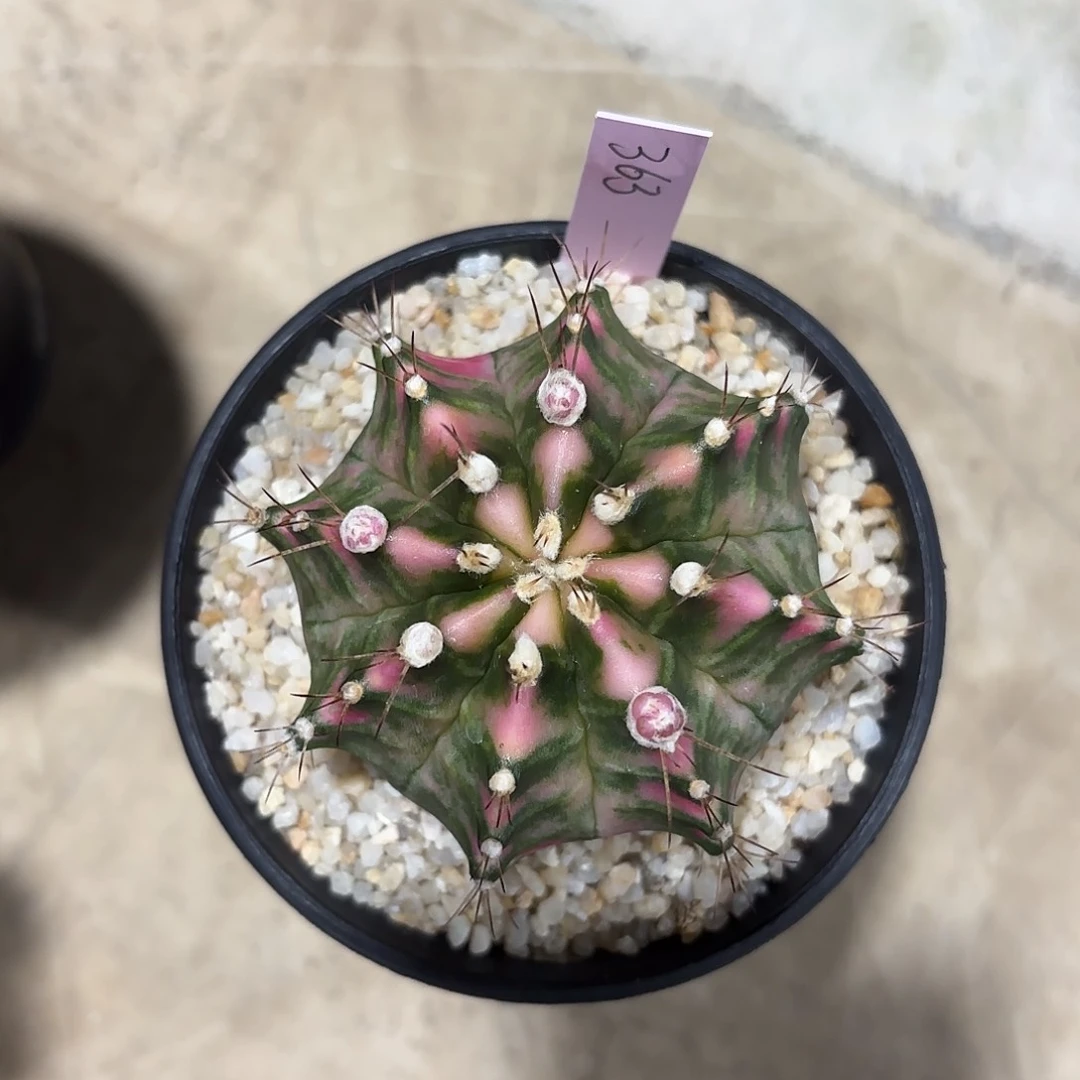 泰国米哈363-0127