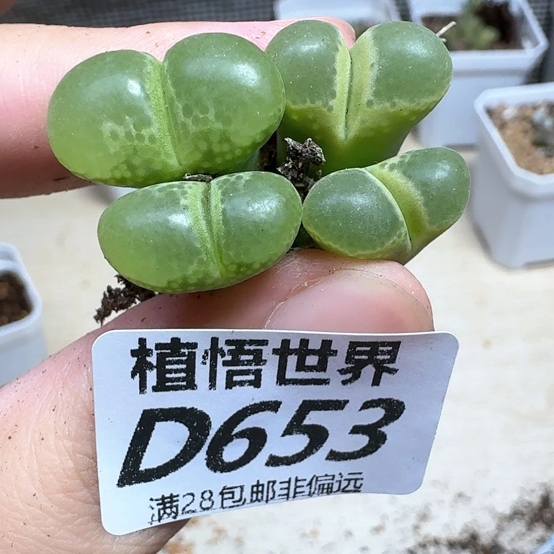 的润泽的润泽动作df