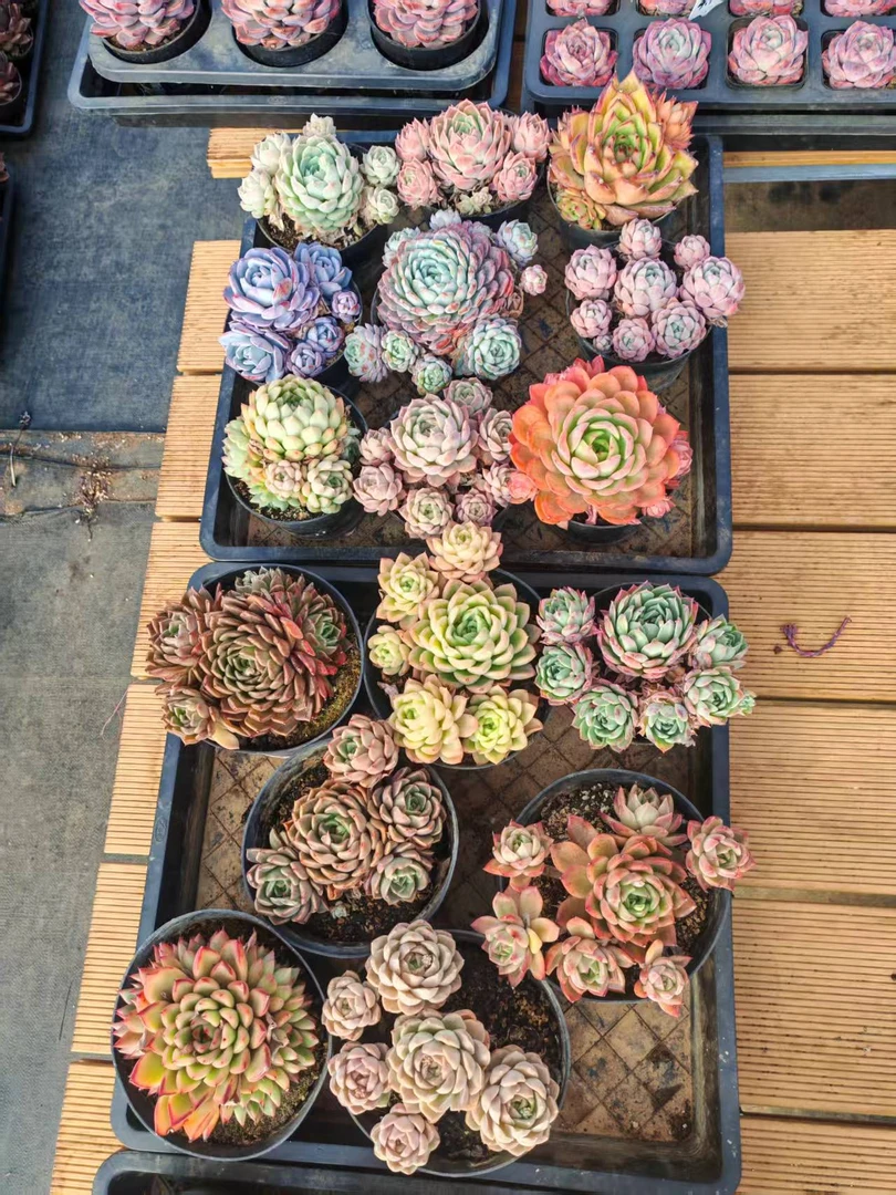 11#开播秀多肉植物  前男友精品多肉