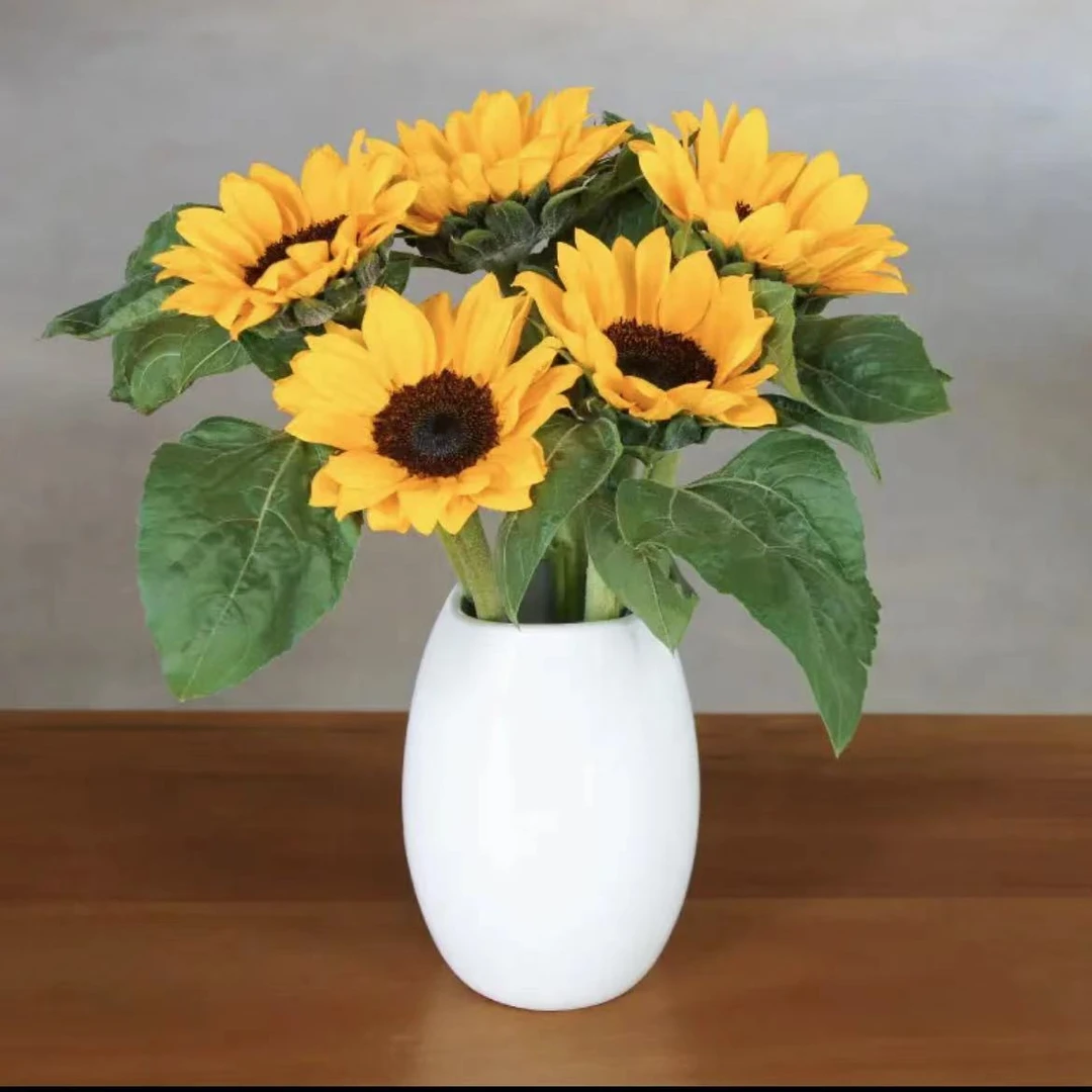 【向日葵】任意2单发顺丰或EMS空运包邮 收到货醒花