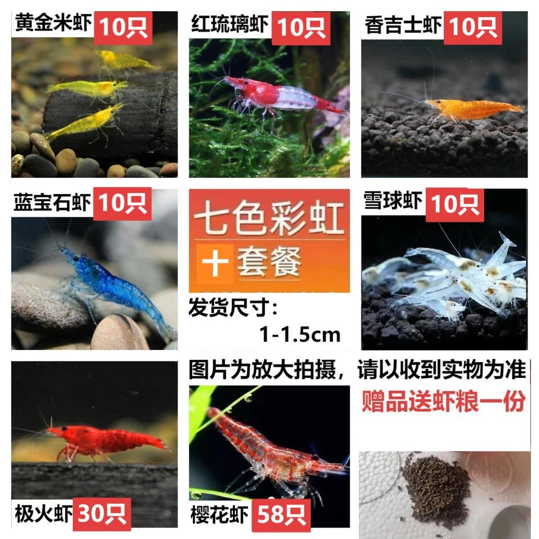 七彩观赏虾淡水耐活好养草缸造景清洁工具除藻黑壳水晶花腰宠物虾