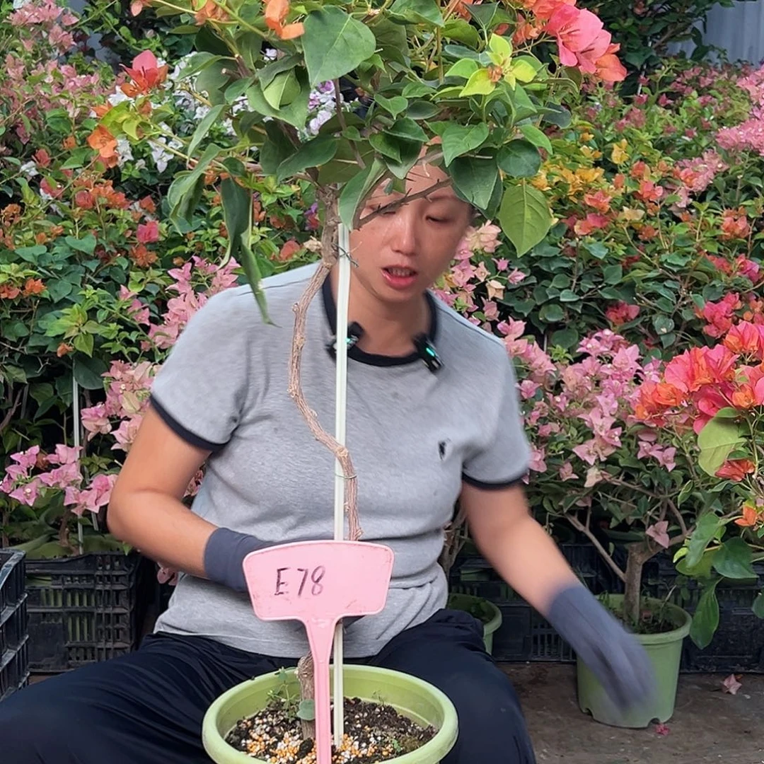 一****当前无花栽培后可以开花E78暗夕