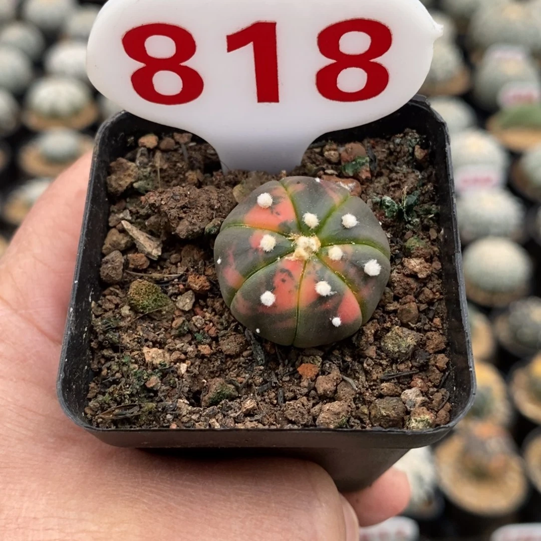 818七愣兜锦福利