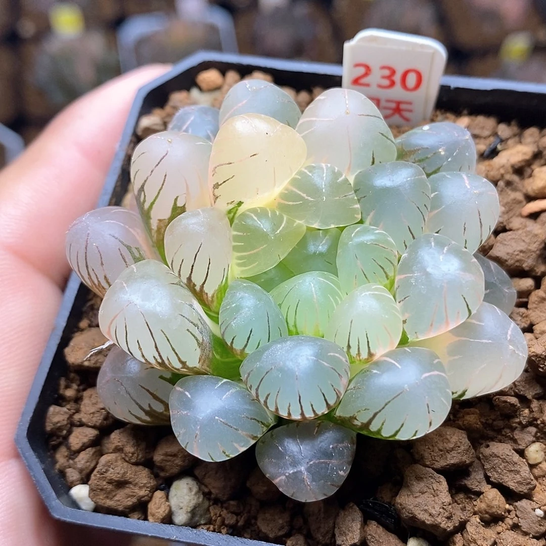 红陶230号冰灯锦一物一拍7㎝口径盆