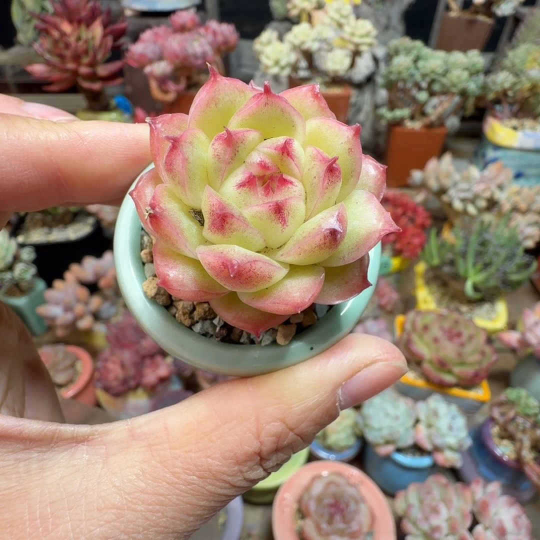 精品 多肉含盆土 一物一拍
