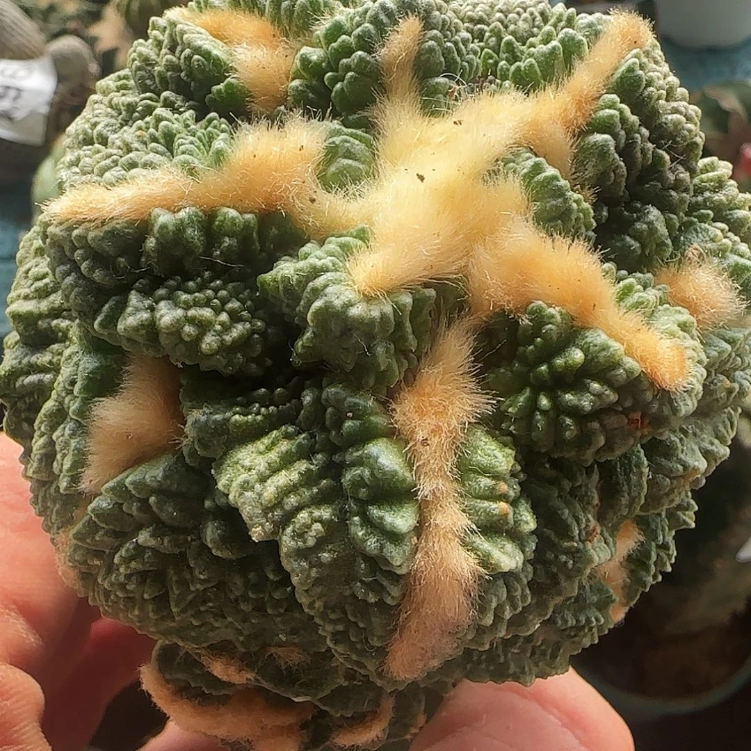 龟甲牡丹713仙人球