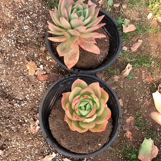 彼*花每周特价活动开始啦