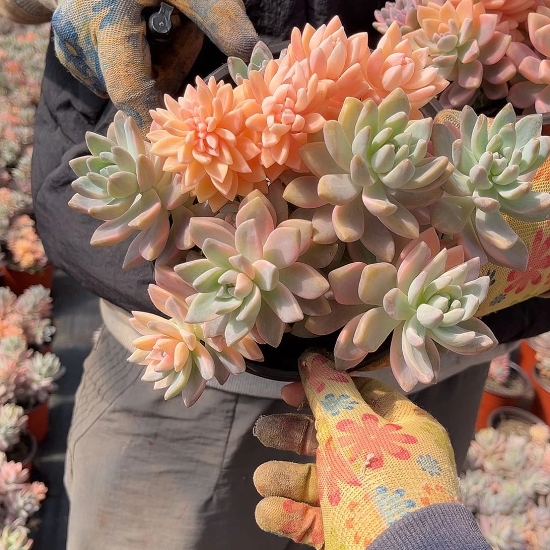 阿*?多肉植物淡雪景D13