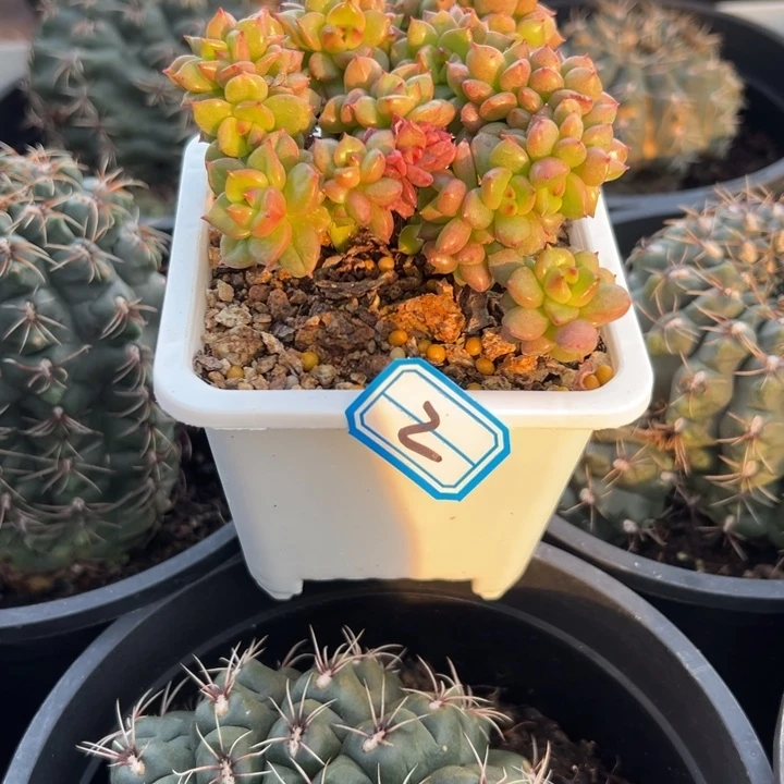西***心一物一拍苹果花多肉2