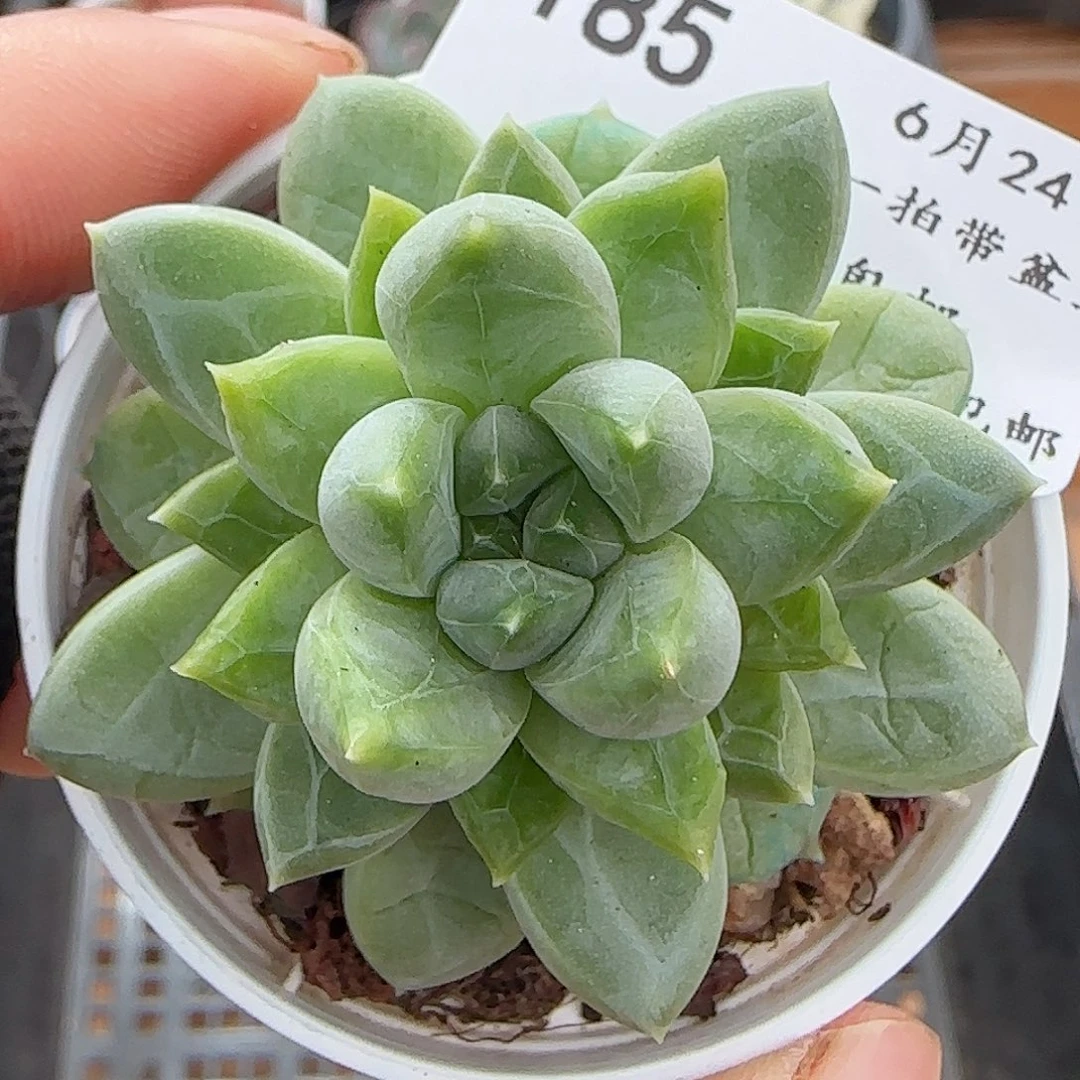 多肉0624-185克拉拉